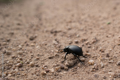 Tenebrioninae closeup on a dust 