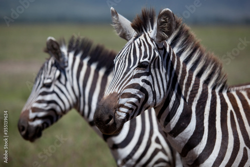 zebra in Africa