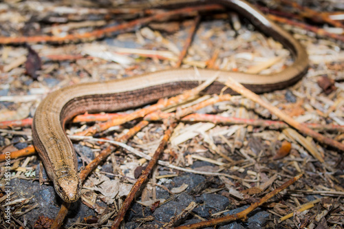 Straz nad Ohri, Karlovy Vary, Czech Republic, May 2020: Slow-worm  (Anguis fragilis)  photo