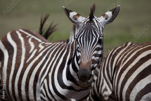 zebra close up © Tina