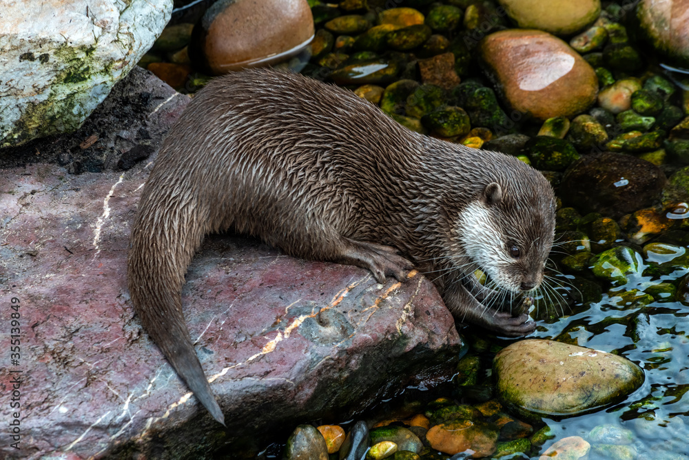 Asian Short Clawed Otter (Amblonyx cinerea) feeding at a river which is now an endangered species stock photo Asian Short Clawed Otter (Amblonyx cinerea) feeding at a river which is now an endangered species stock photo