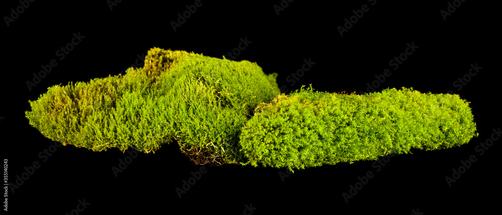 Green moss isolated on a black background close-up. Green moss isolated on a black background close-up.