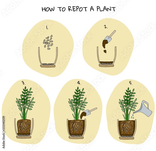 Steps of transplanting potted flower. Vector instruction. How to repot a zamioculcas plant. Hand drawn colored scheme illustration. Gardening concept. Flower pot, drainage, potting soil, watering.