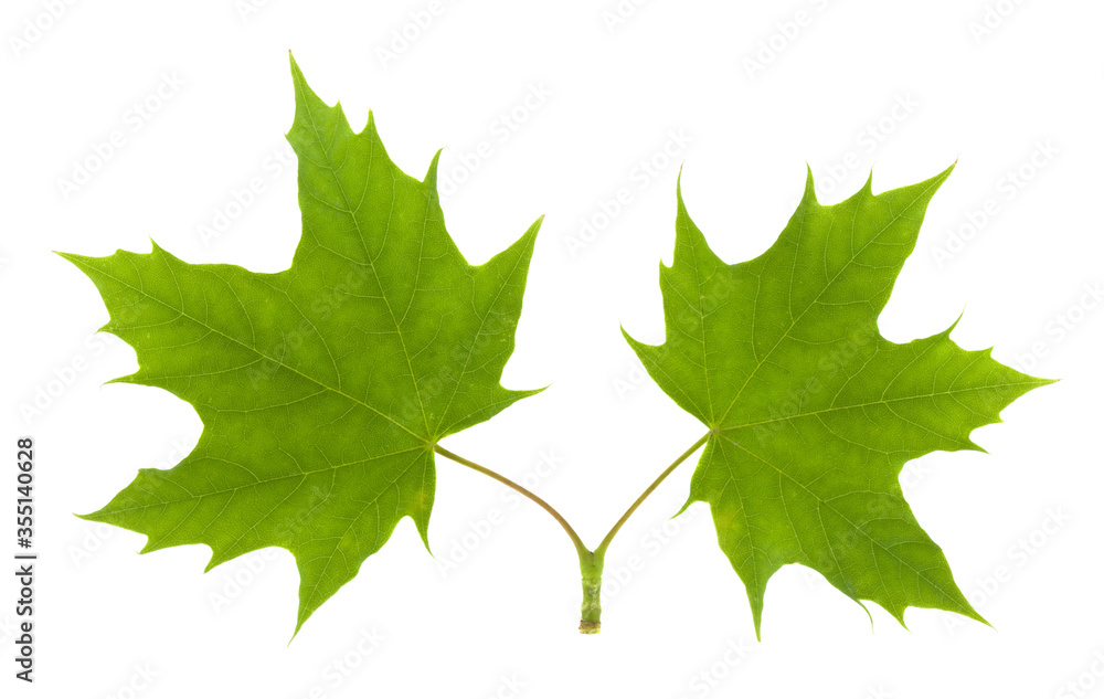 Green maple leaves isolated on a white background close-up. Green maple leaves isolated on a white background close-up.