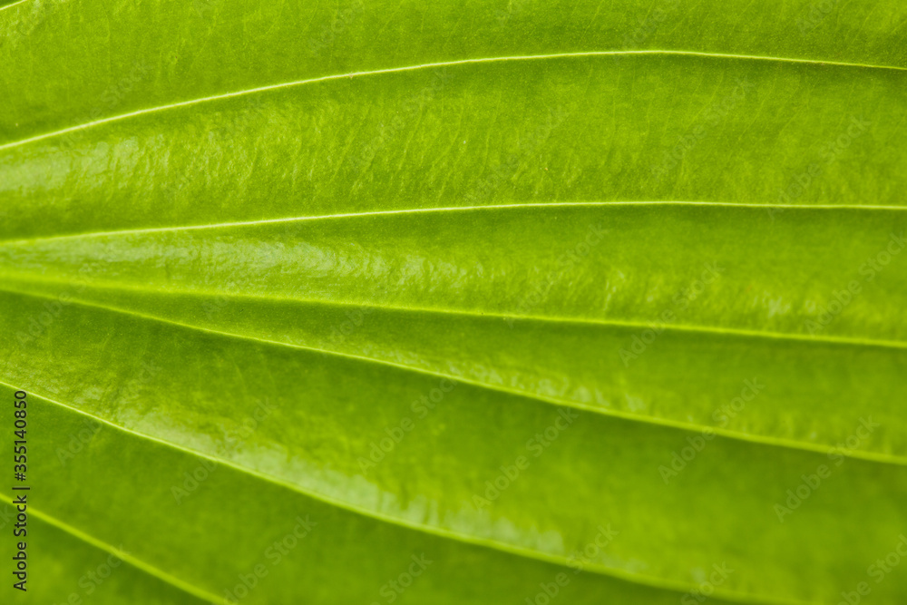 Green leaf texture as background. Green leaf texture as background.