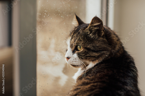 A young tabby cat with green eyes looks out. A cat sits near window. Raindrops on the window pane. Blurred background outside the window in the rain. Reflection.