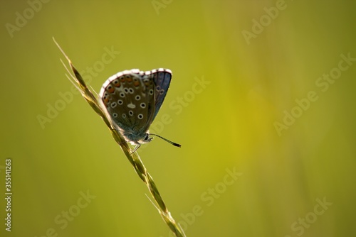 The Common Blue  Plebejus idas  is a species of diurnal butterfly in the blue family
