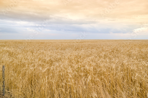Wheat flied panorama with tree at sunset  rural countryside - Agriculture