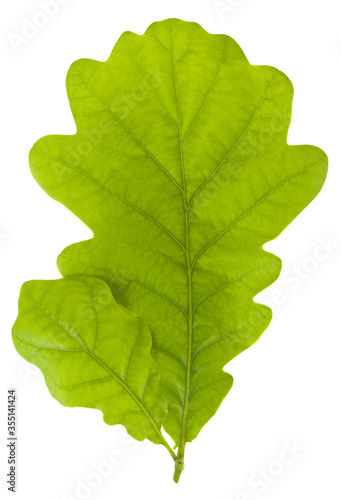 Green oak leaves isolated on a white background close-up.