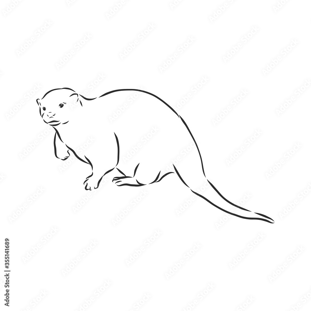 Obraz premium vector animal river common otter, otter, sea otter, vector sketch illustration