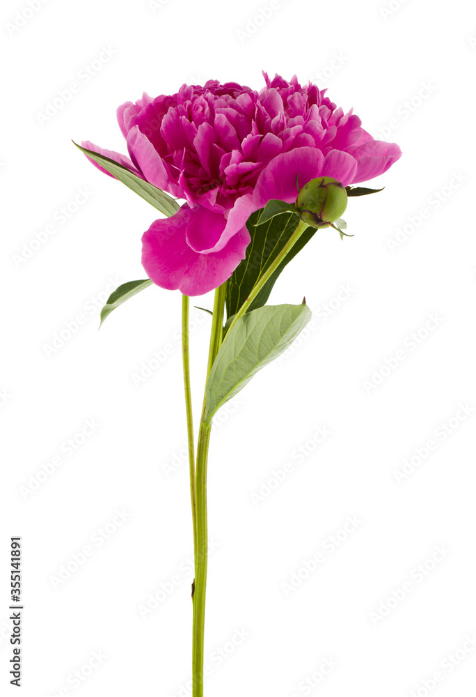 Pink peony flower isolated on white background.