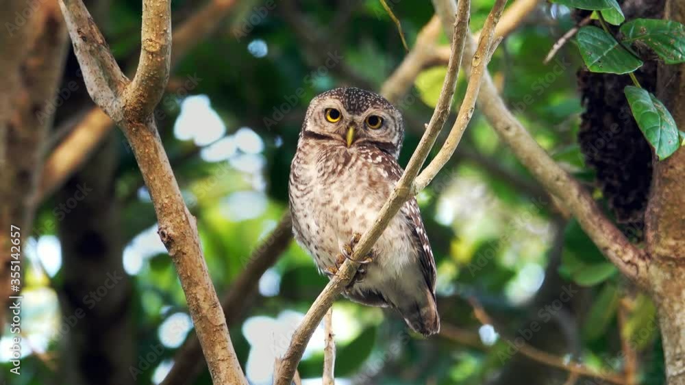 Beautiful spotted owl living in peaceful forest.
Cute owl with big eyes perching on branch turning head around looking at camera in the morning hour ,4K zoom in video.
Beautiful spotted owl living in peaceful forest.
Cute owl with big eyes perching on branch turning head around looking at camera in the morning hour ,4K zoom in video.