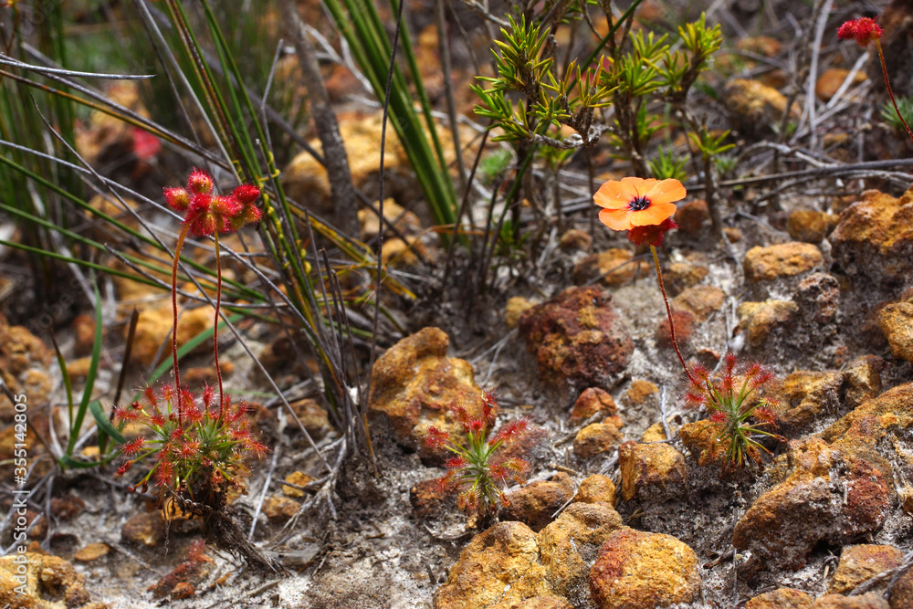 Australian wildflowers: the rare insect-eating pygmy sundew Drosera barbigera with orange flower in its natural habitat in Western Australia Australian wildflowers: the rare insect-eating pygmy sundew Drosera barbigera with orange flower in its natural habitat in Western Australia