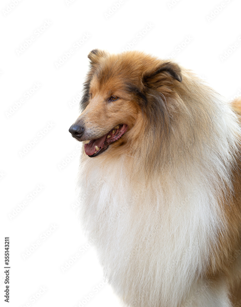 collie portrait with white background
