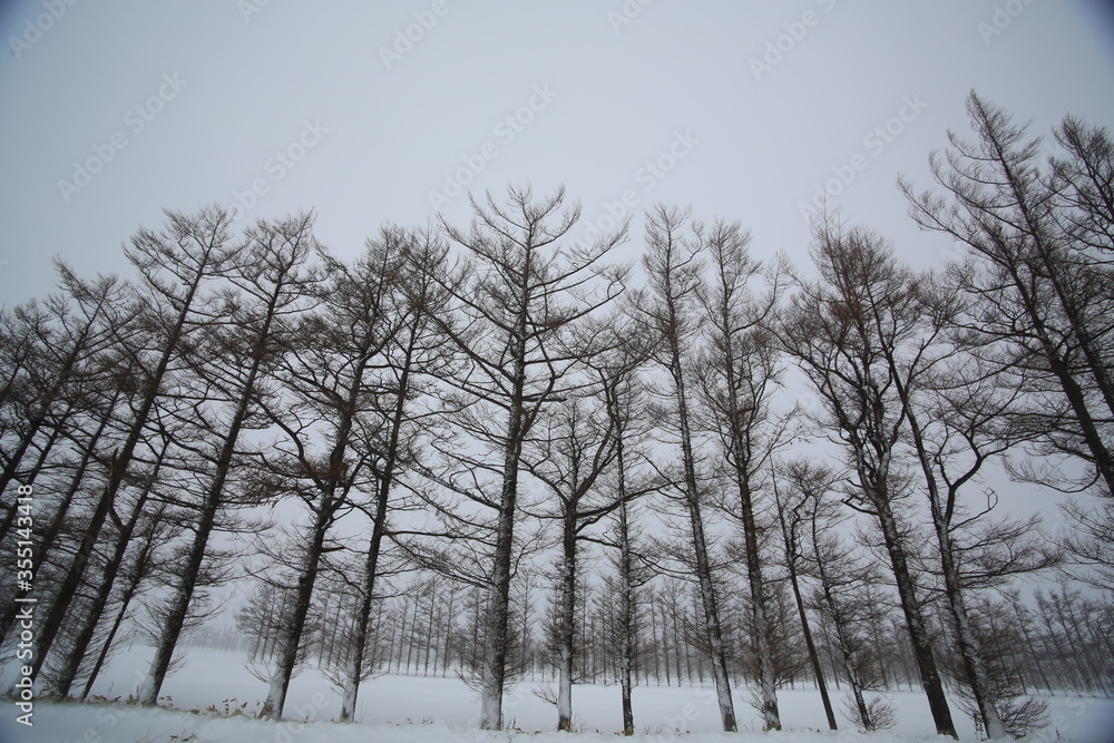겨울 홋카이도 나무