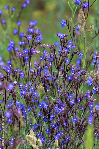 Blue Anchusa flowers in the meadow