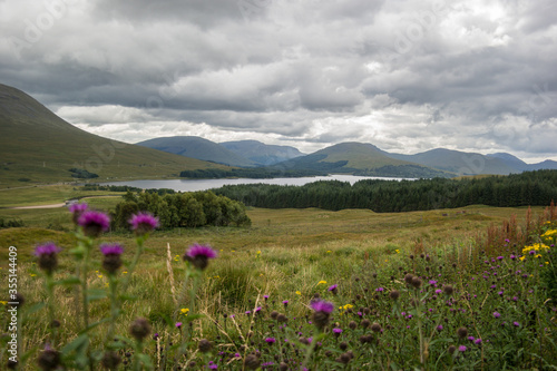 Loch Tulla with thistle flowers