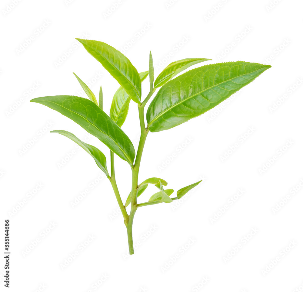 Obraz premium green tea leaf isolated on white background