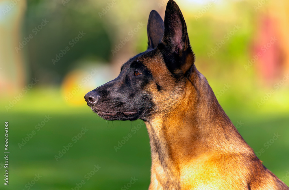 Head portrait of young belgian malinois shepherd