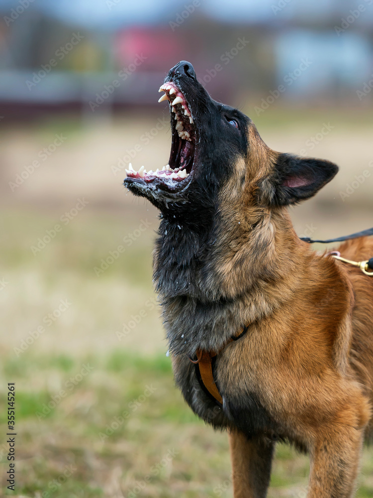 Aggressively Barking long-haired belgian malinois shepherd Photos | Adobe  Stock