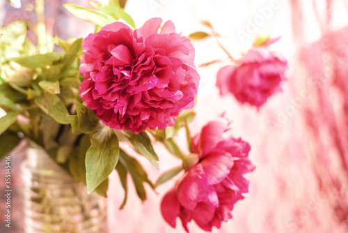 Close-up of bouquet of maroon and pink peonies in glass vase in sunny day. Image with selective focus, noise effect and toning. Spring summer floral background with peonies on window