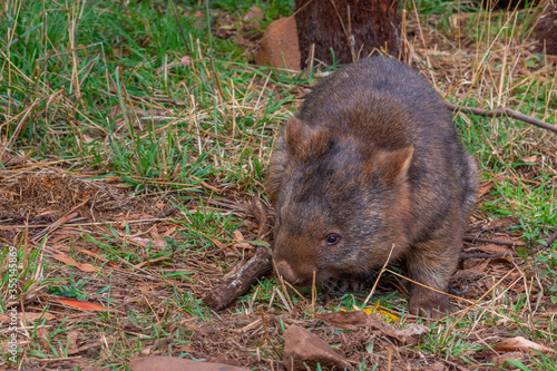 Bare nosed wombat in Trowunna sanctuary in Australia photo