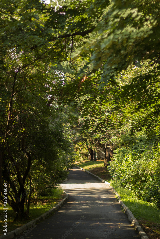 path between trees in the park path between trees in the park
