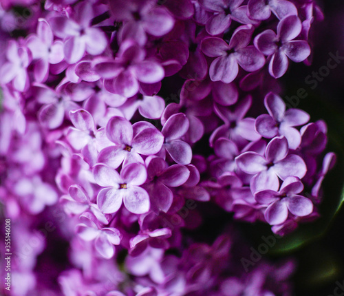 Macro image of spring lilac violet flowers, abstract soft floral background © polly