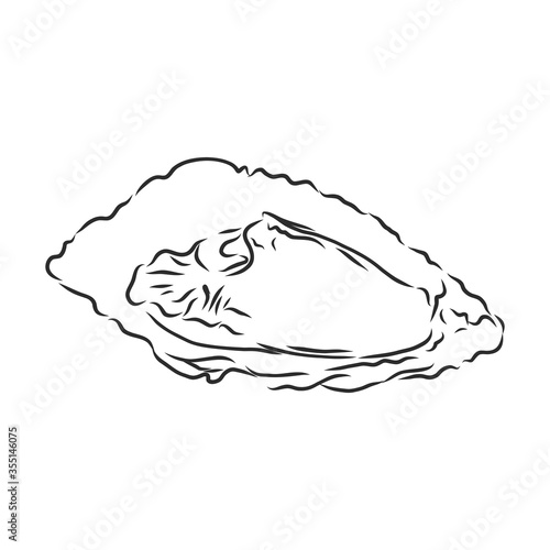 Oysters. Restaurant and gourmet seafood in one collection of hand drawn graphic elements. oyster  vector sketch illustration