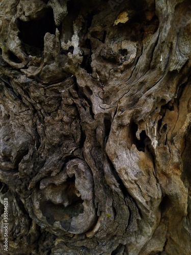 Closeup shots of Beautiful textures and pattern in the old trees.