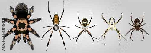 Set of 4 vector spiders. From left to right: Redknee tarantula, Nephila golden orb weaver, Argiope bruennichi, Argiope lobata and Cross spider. photo