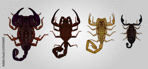 Set of 4 vector scorpions. From left to right: Emperor, Neotropical, Deathstalker and Italian scorpion.