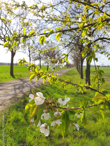 Fototapeta Naklejka Na Ścianę i Meble -  Apple Flowers next to Way on a field