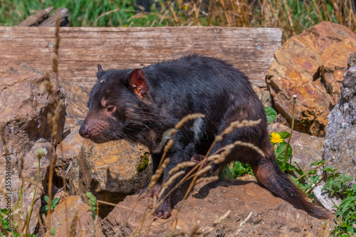 Sarcophilus harrisii known as Tasmanian devil in Australia photo