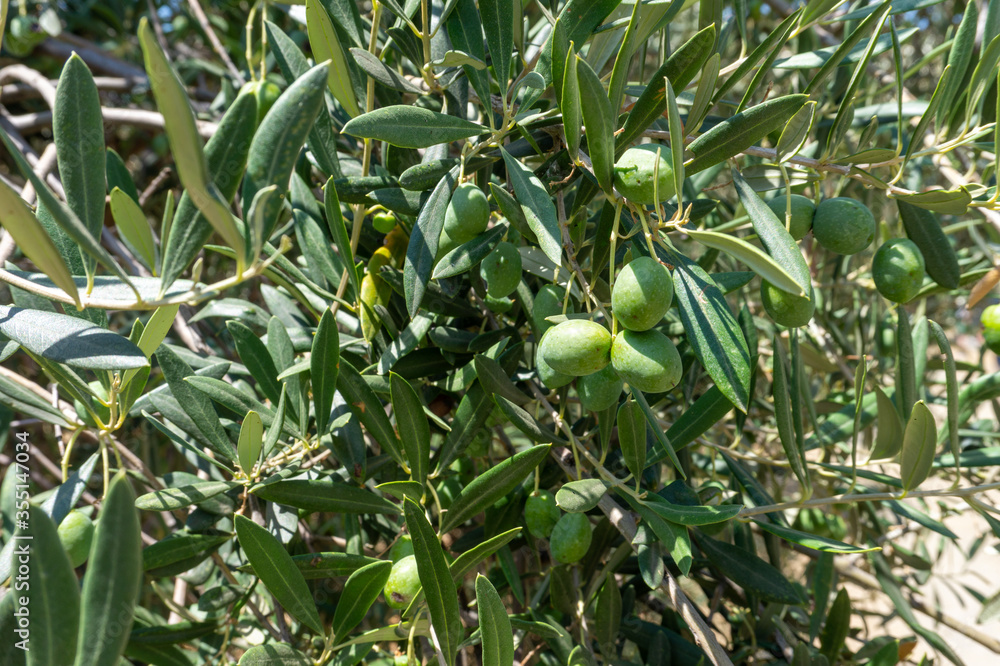 particular olive tree in countryside, Cyprus