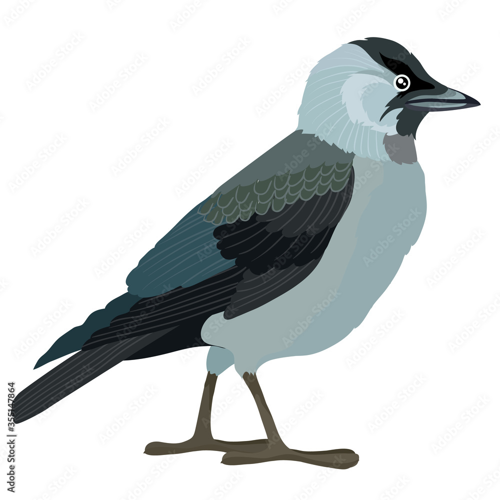 Fototapeta premium natural crow or jackdaw, isolated object on white background, vector illustration,