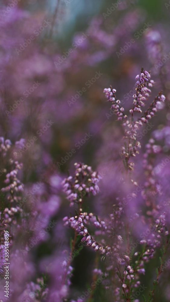 Bruyères élégantes avec flou artistique Bruyères élégantes avec flou artistique