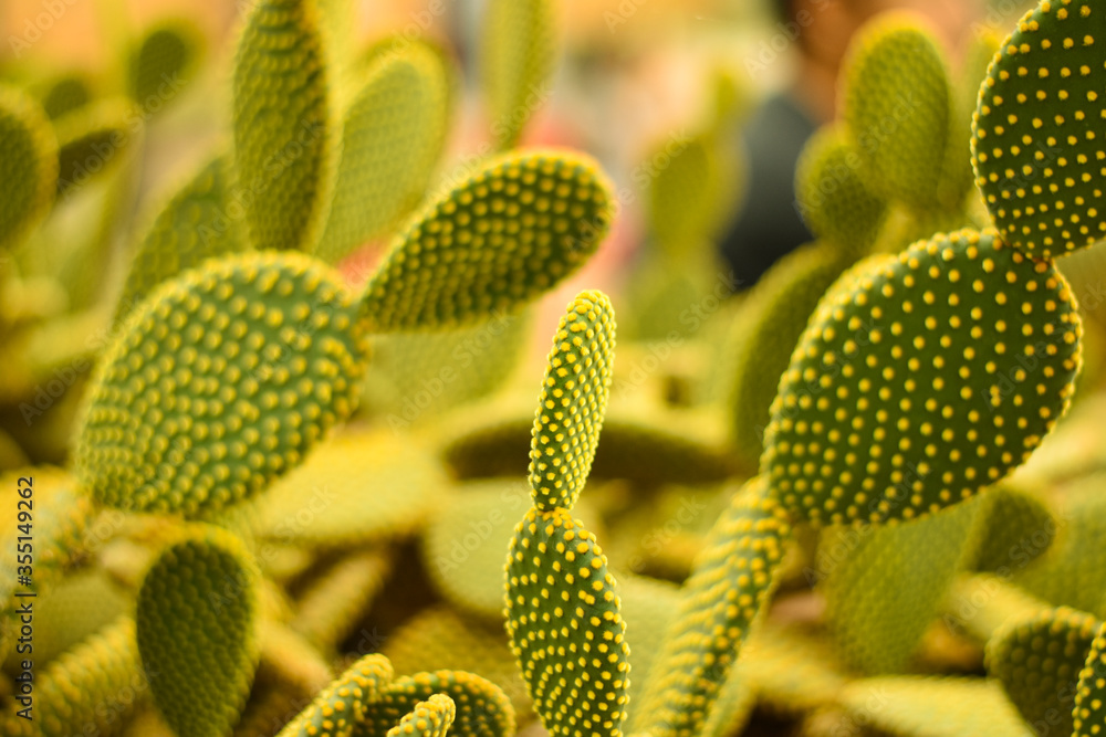 Colorful polka dots cactus in the tropical forest