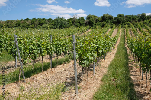 Vineyard near Wachenheim in the Palatinate area in Germany photo