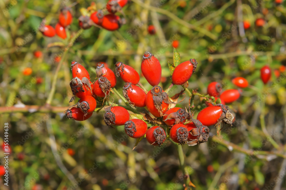 Rosehip bush. The red berries of wild rose hips. Medicinal berries. Rosa canina. Wild rose. Hip bush.