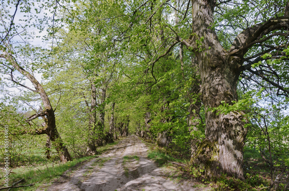 Country road in the spring forest. Forest paths for sports. Country road in the spring forest. Forest paths for sports.