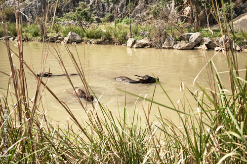 Buffalo herd refreshing themselves in the river. Concept of nature. Long shot.