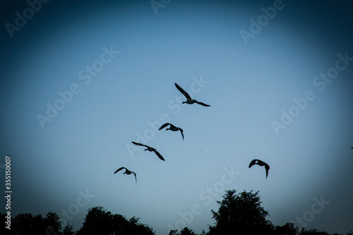 Patos