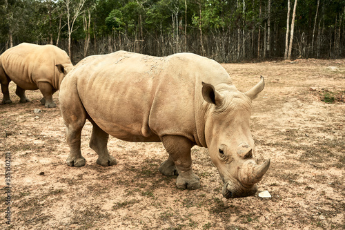 Rhino having a walk at the Vinpearl Safari zoo, in Phu Quoc Island, Vietnam. Concept of nature. Long shot.