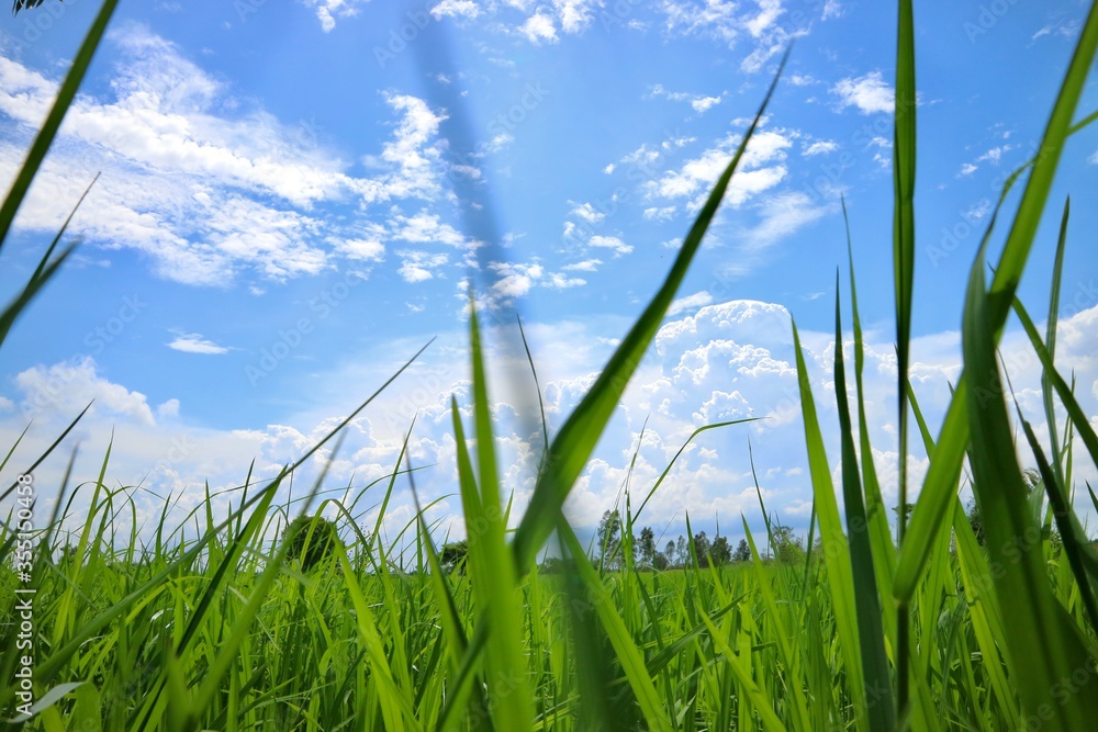 grass and sky grass and sky