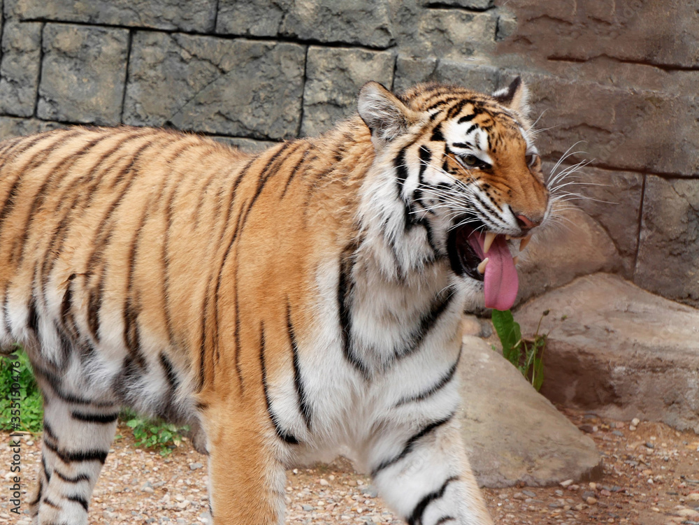A tiger roars while walking in an aviary. A tiger roars while walking in an aviary.