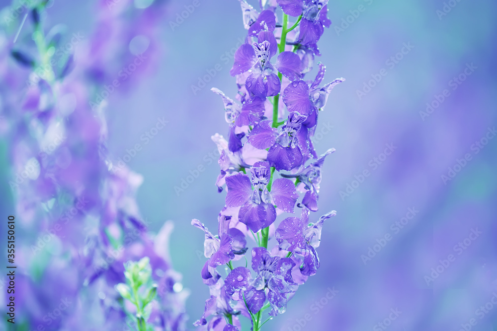 Lilac flowers of delphinium on spring field close-up in sparkling drops from the rain Lilac flowers of delphinium on spring field close-up in sparkling drops from the rain