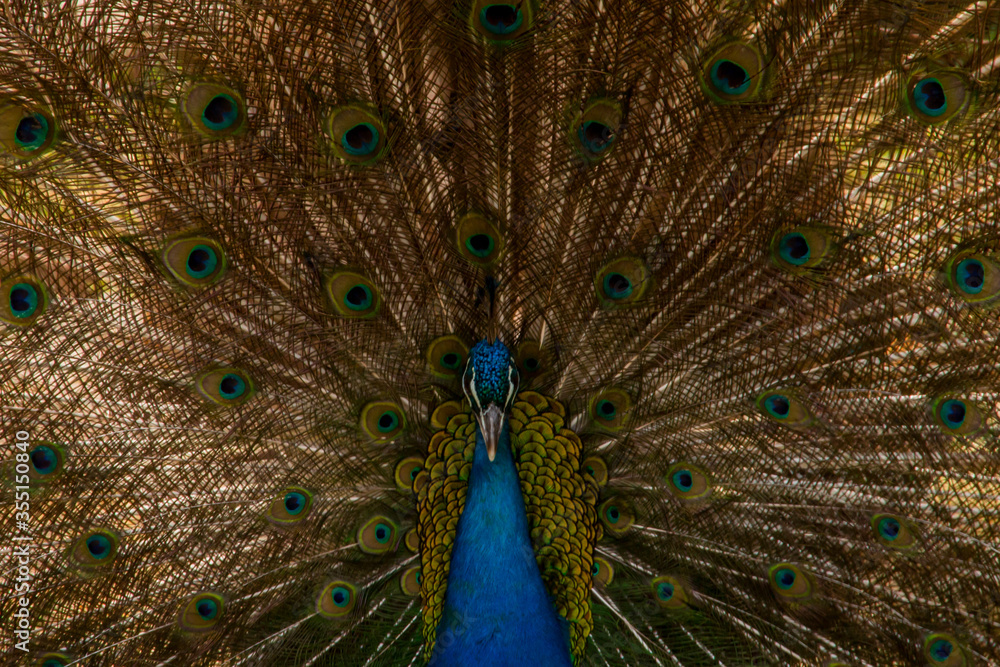 Fototapeta premium peacock with feathers out