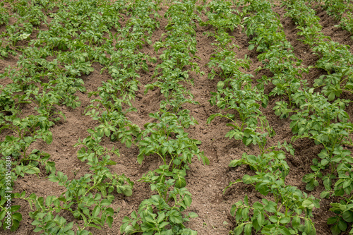 Potato plantations grow in the field. Vegetable rows. Farming  agriculture. Landscape with agricultural land. Crops