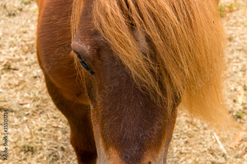 close up of a pony horse